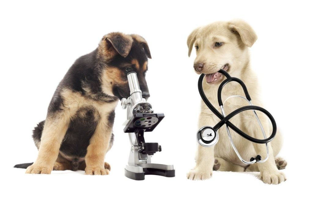 Pati Sigortası "Kedi ve Köpek Sigortası" ÖzserNeo Sigorta