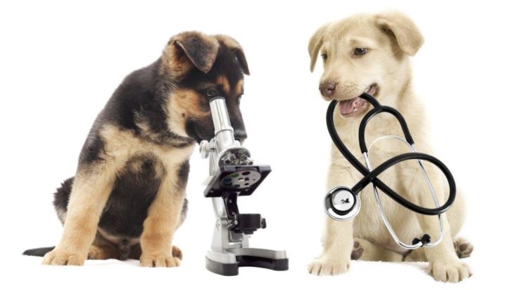 Pati Sigortası “Kedi ve Köpek Sigortası”